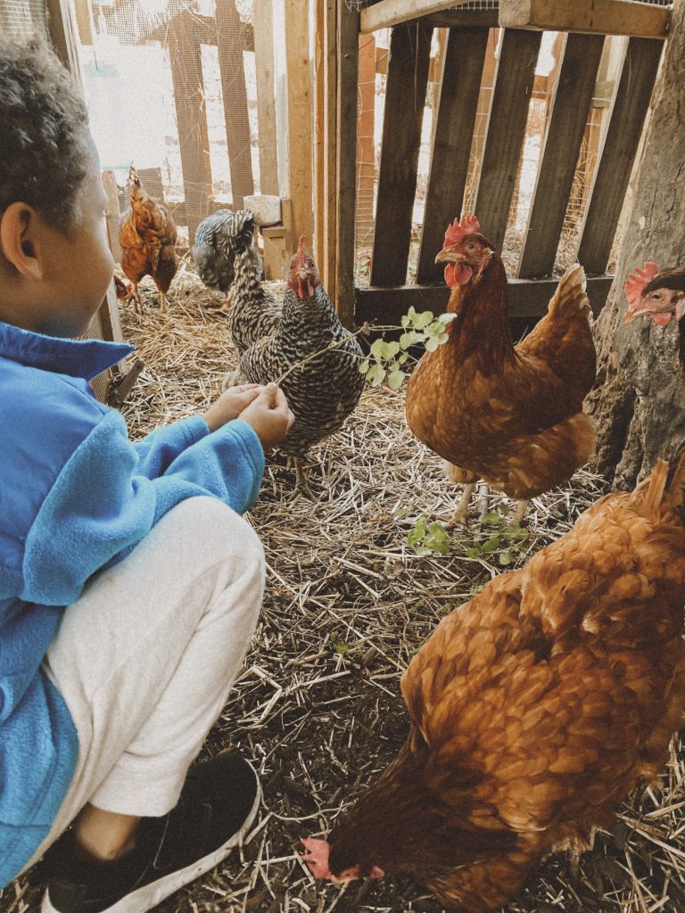 boy feeding chickens herbs - preparing backyard chickens for winter
