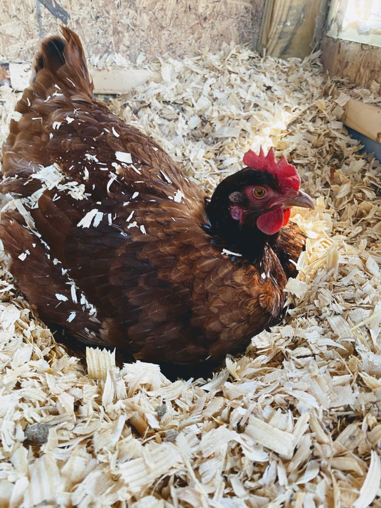 Chicken in a chicken house - Deep bed method - preparing backyard chickens for winter