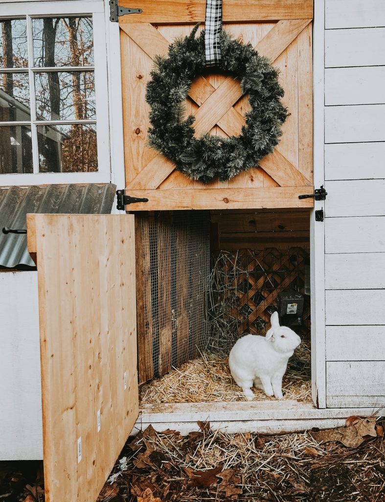 rabbit in rabbit house during winter